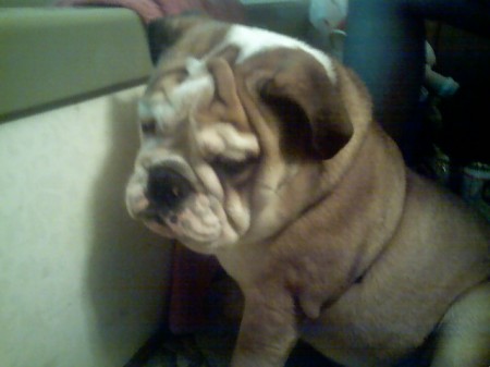 My Bulldog