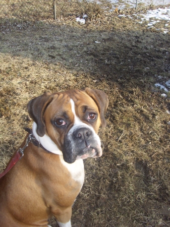 My boxer Chloe