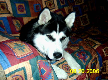 Yoda - Our Siberian Husky on the "dog couch."