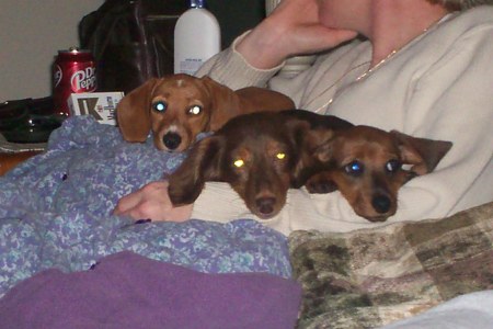 Me and my Dachsunds...Lady, Sassie and Mollie