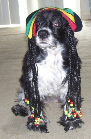 Rasta Cody