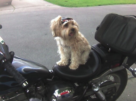 biker doggie