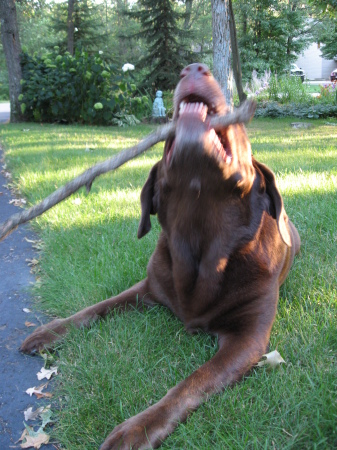 Sierra Labrador Doggie