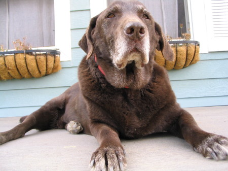 Best beer dog Guiness.  We sure miss him!