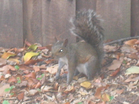 Some squirrel action