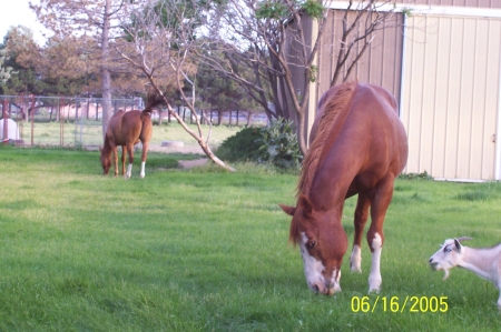 Horses and goats.