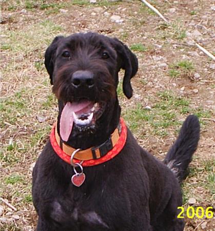 Our dog Jet (Labradoodle)