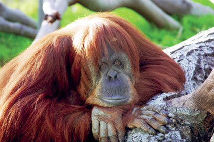 SD Zoo-orangutan