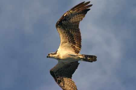 Wildlife photography: Osprey