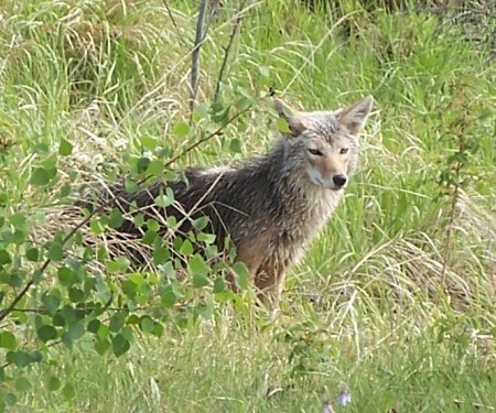 Alberta Wildlife