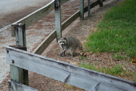 A very non-noturnal racoon at Greynolds