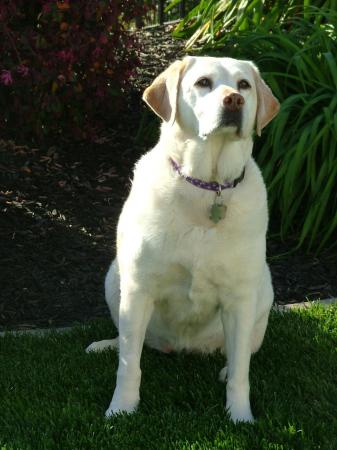 Our Yellow Lab Maizie
