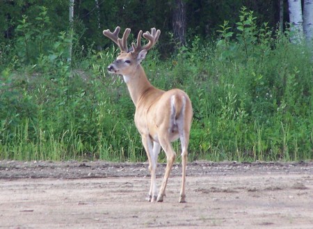 Alberta Wildlife