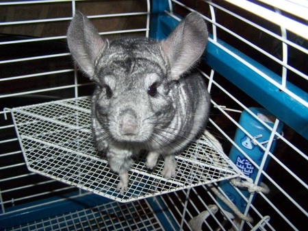 Claus our Chinchilla