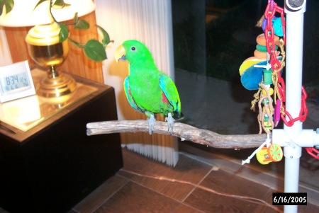 Ozzie the BEST eclectus parrot in the world!