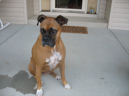 My boxer Sammie