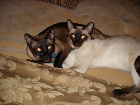 My Two Siamese Cats