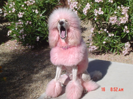 My pink poodle