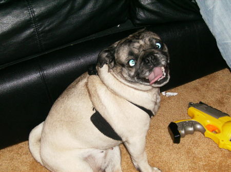 My crazy Pug