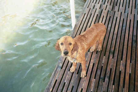 Buddy at the River