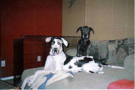 Our Great Danes