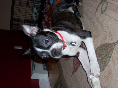 bailie- boston terrier