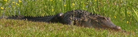 Our "friendly" neighborhood gator