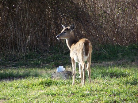 Bambi