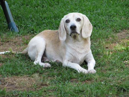Good Boy - Beagle