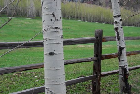The Fence and the Aspen