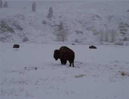 Buffalo Snow