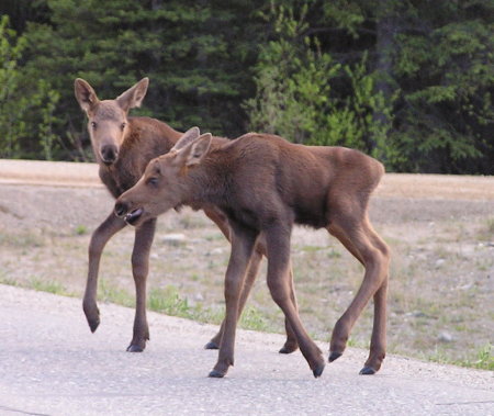 Twins crossing the road