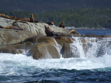Sea lions 15 miles out from Prince Rupert