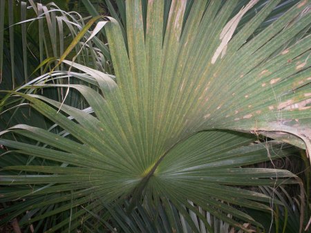 Beautiful palm leaves