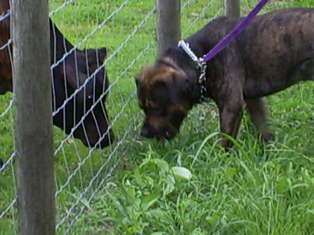 Nemo and the baby cow