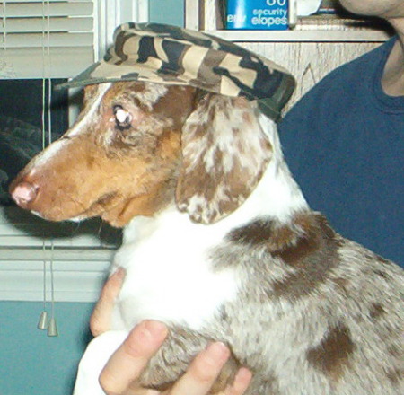 My dog duke with his Army hat on.