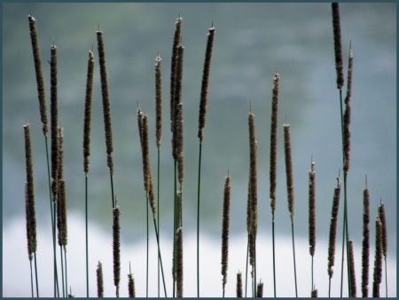 Reeds