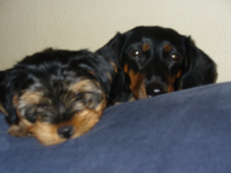 My puppies, Lady and Castor