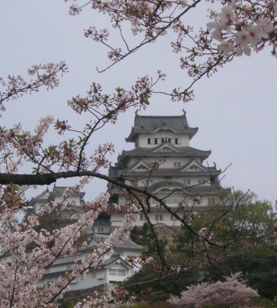 Himeji Castle During Cherry Blossom Season