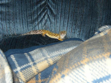 Gizmo - our leopard gecko