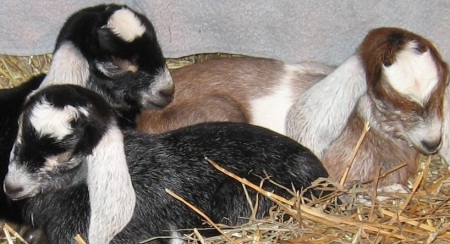 Yup ...I have goats too ..These are some of our Nubians ...