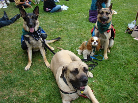 SPCA Wag 'n' Walk Monterey Bay