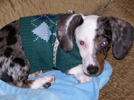 Our new pup... Argyle!