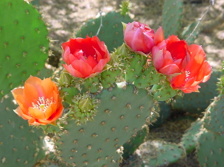 Cacti in Bloom