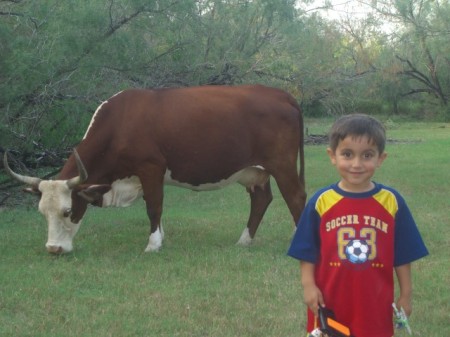 My son and his cow.