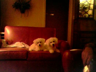 Our Bichons