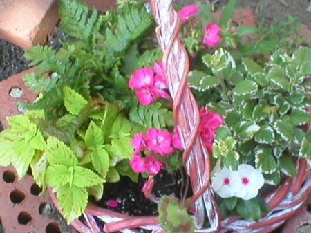 Mixed Herbal Basket with some Annuals