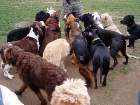 my crew of dogs at park