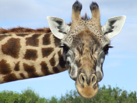 Giraffe in Masai Mara, Kenya, 2006