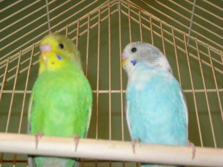 Bonnie (blue) & Clyde (green)